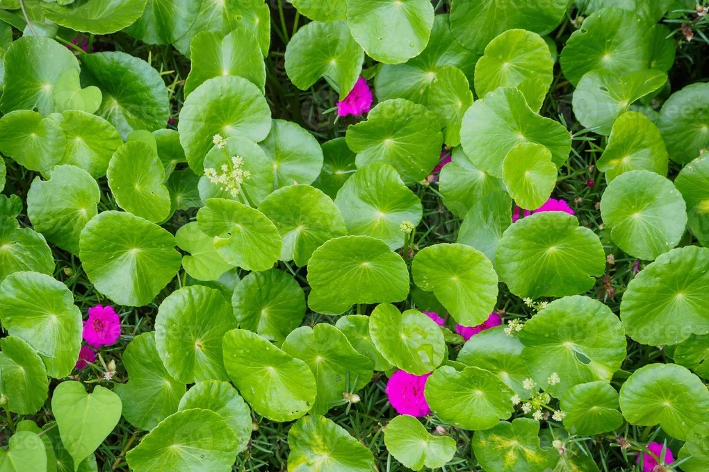 7 loại nước giải nhiệt mùa hè tốt cho sức khỏe - 1