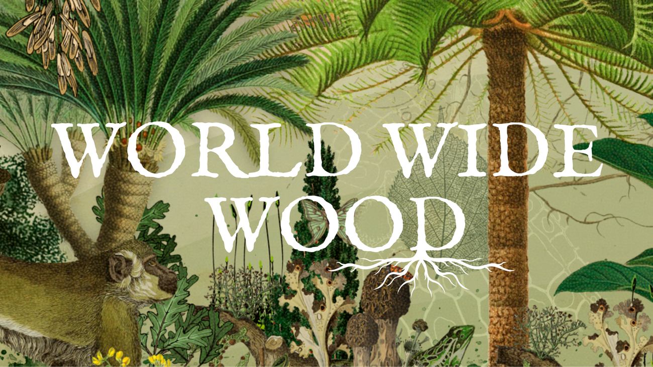 Explore the amazing world of trees with World Wide Wood