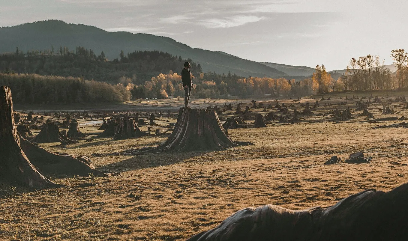 VegNew.Deforestation.MeatIndustry.Unsplash