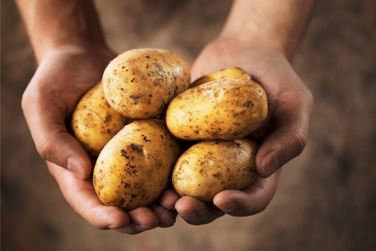 Can Potatoes Help With Weight Loss? Scientists Reveal Surprising Benefits