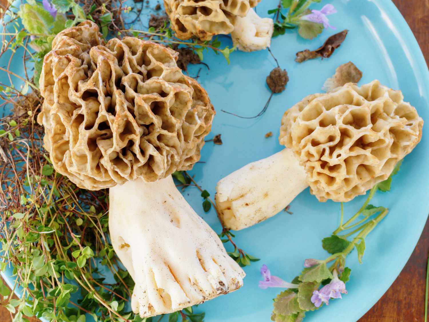 Everything You Need to Know About Morel Mushrooms—Including How to Find, Wash, and Cook Them