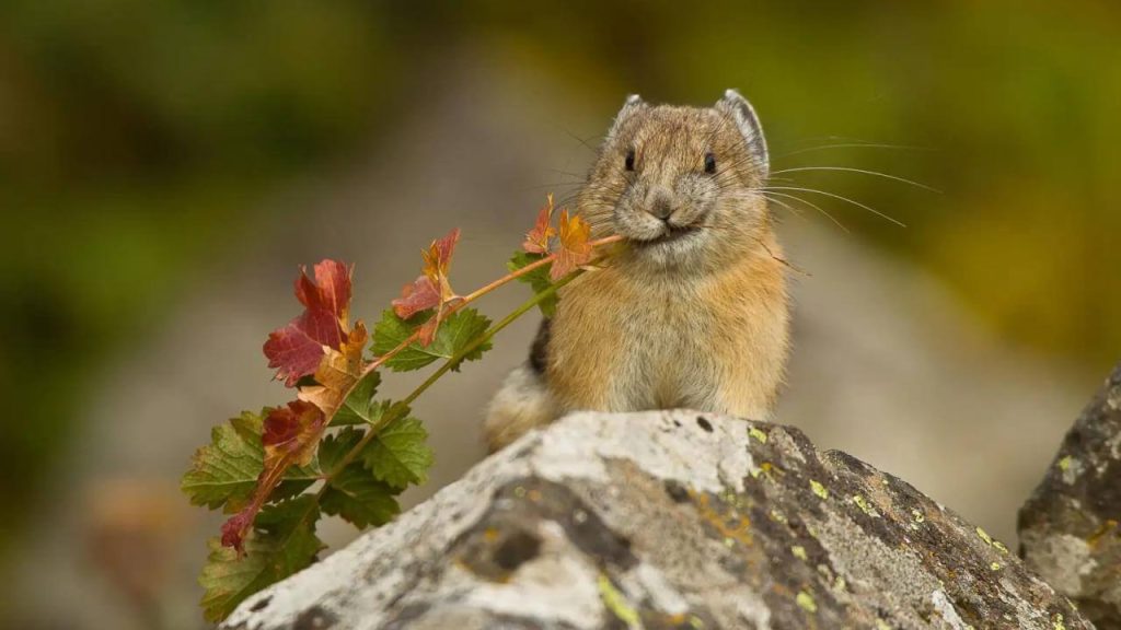 Entertainment in Tahoe: Local talent cabaret, pika talk, & more!
