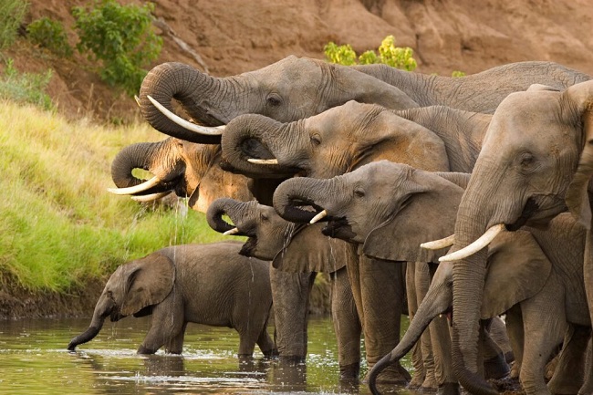 Conservation group seeks end to elephant trophy hunting – EnviroNews – latest environment news, climate change, renewable energy