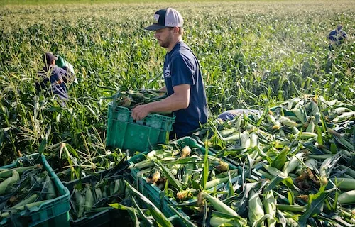 Mckinstry corns