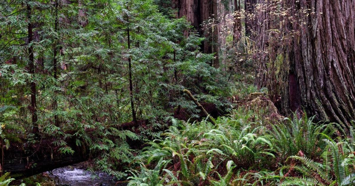 Open call for Redwood Parks Artist in Residence