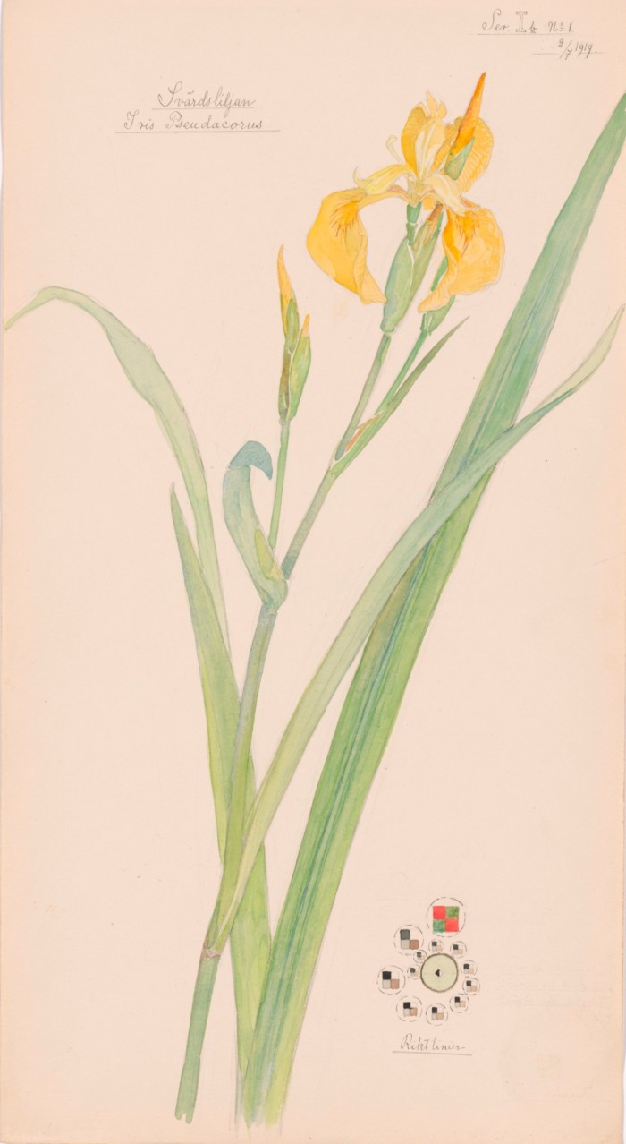Hilma af Klint at MoMA — artist who blended botany and mystery
