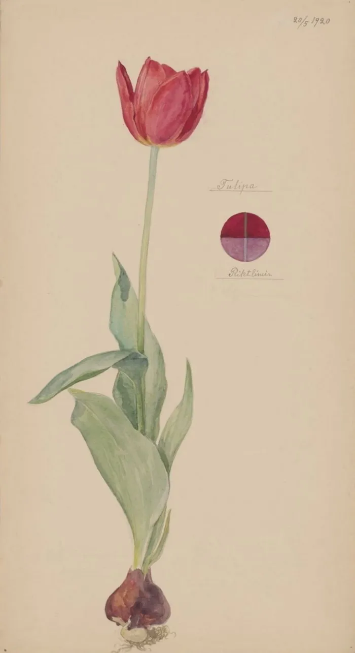 A painting of a tulip flower, leaves and roots is accompanied by a small circular diagram divided into four sections