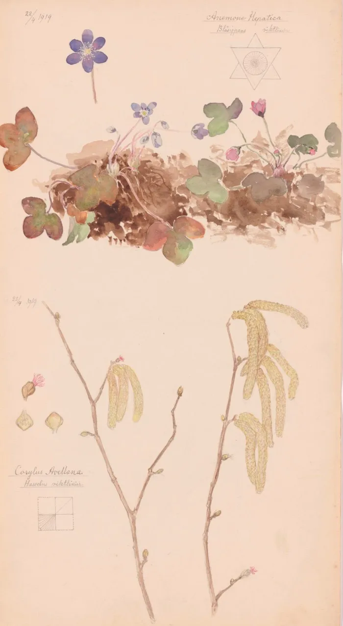A painting shows flowers, leaves and catkins as well as a small square diagram