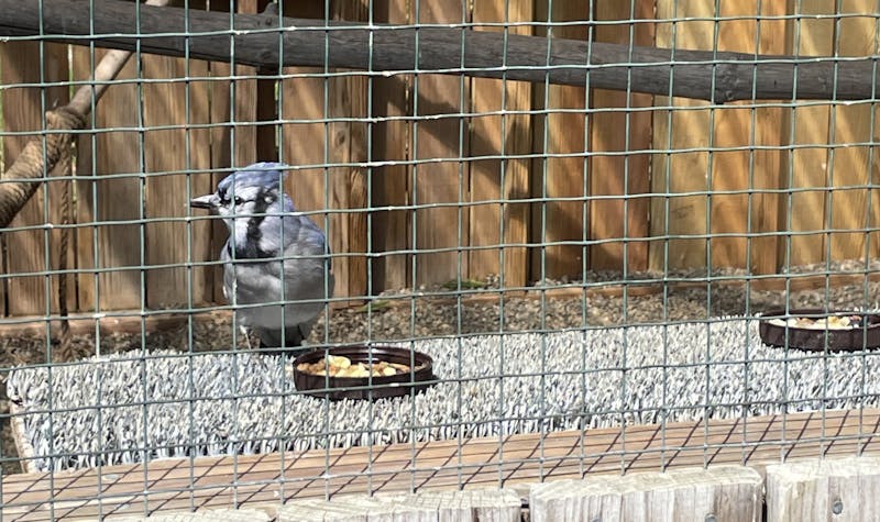 Spring Songbirds Sing: A Trip to the Vermont Institute of Natural Science Nature Center