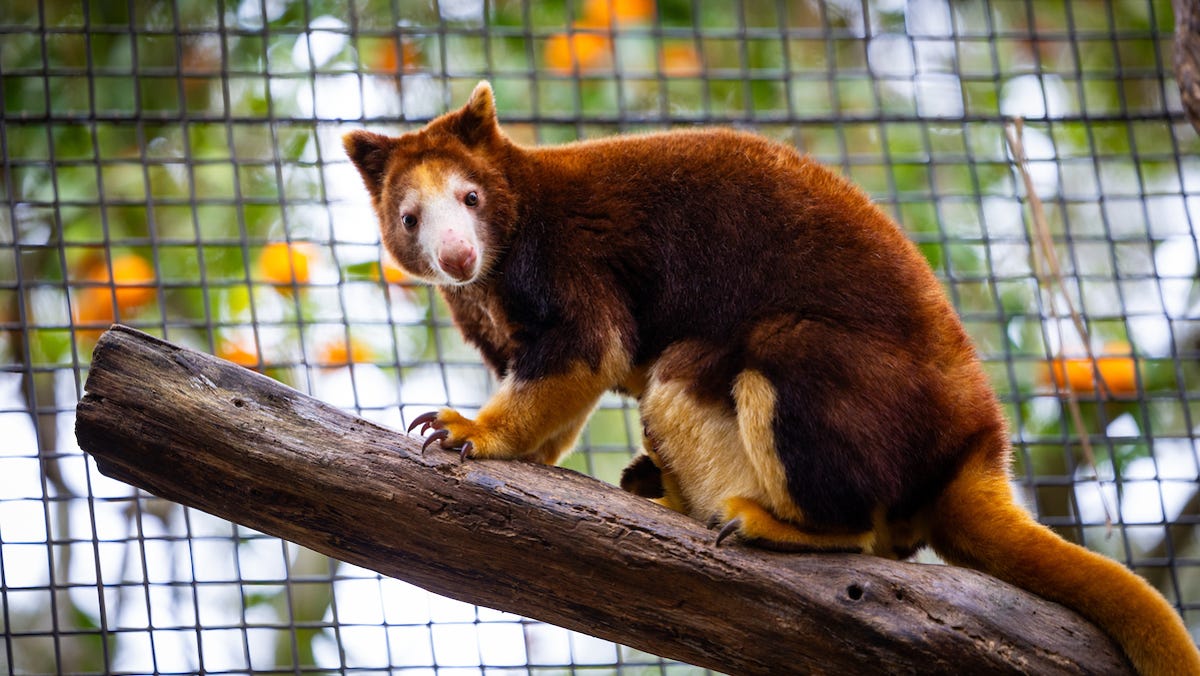 Scene Calendar: ‘Free Fridays,’ fine art and World Tree Kangaroo Day at Santa Fe College zoo