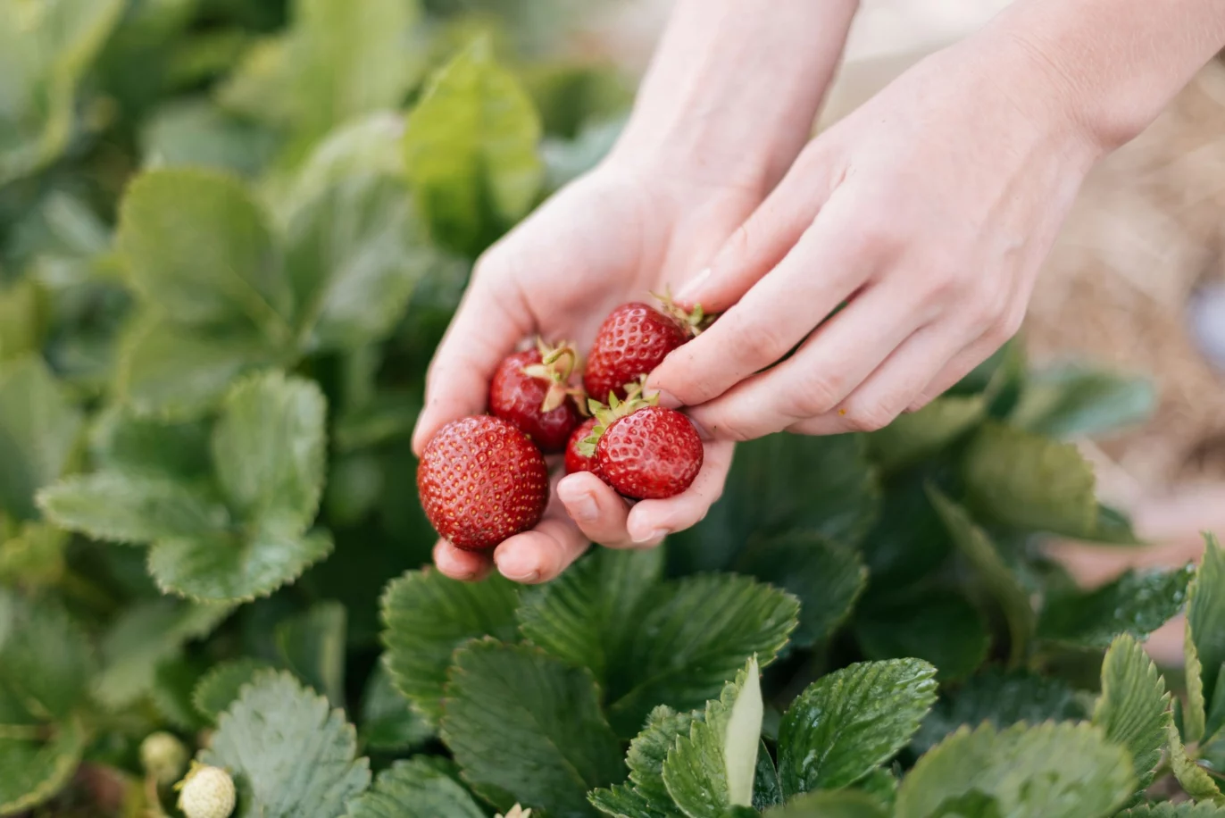 Towards food policies that support healthy and sustainable consumption