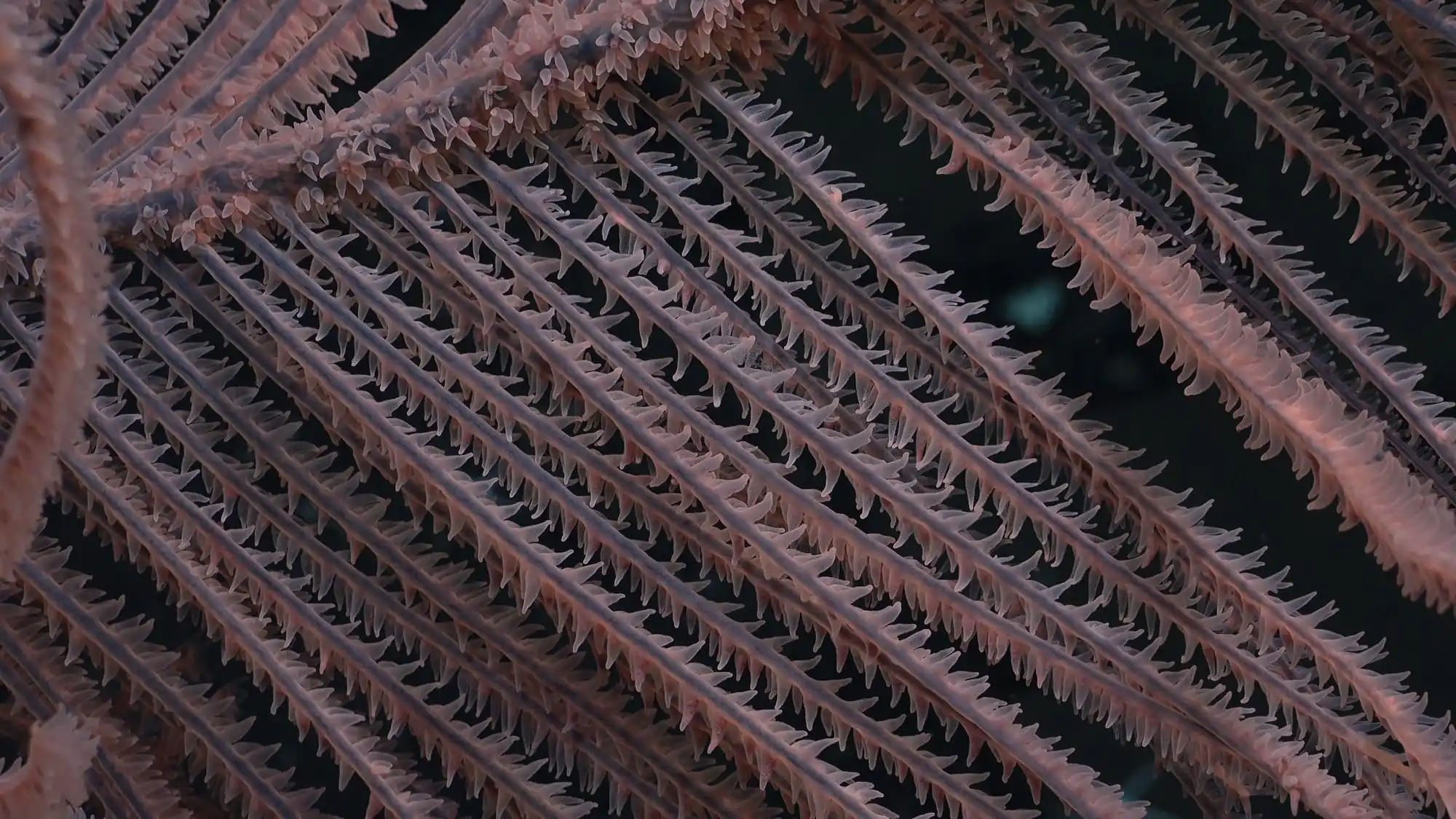 a detail of black coral fronds