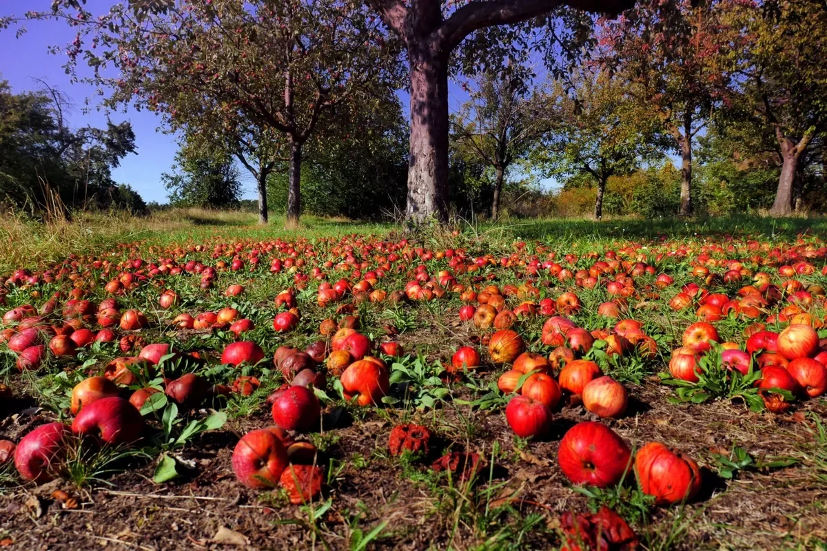 The falling apple is now a symbol of Newton's ideas about gravity. Credit: Andreas Coerper Mainz / Getty Images