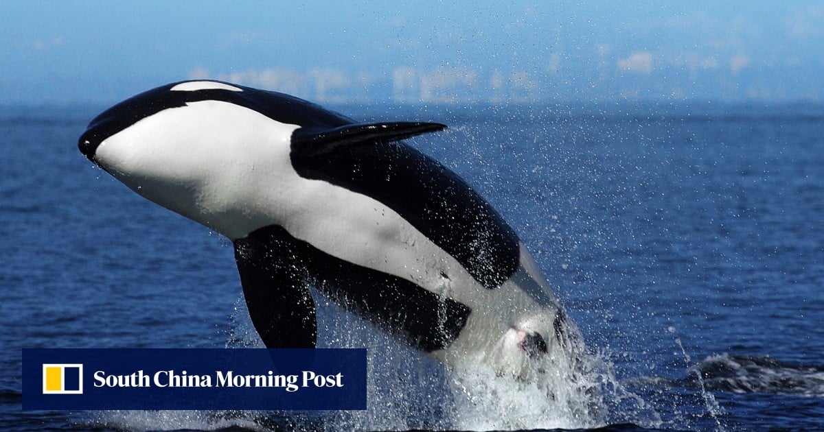Alibaba entertainment group gets whale of a name change with orca rebranding