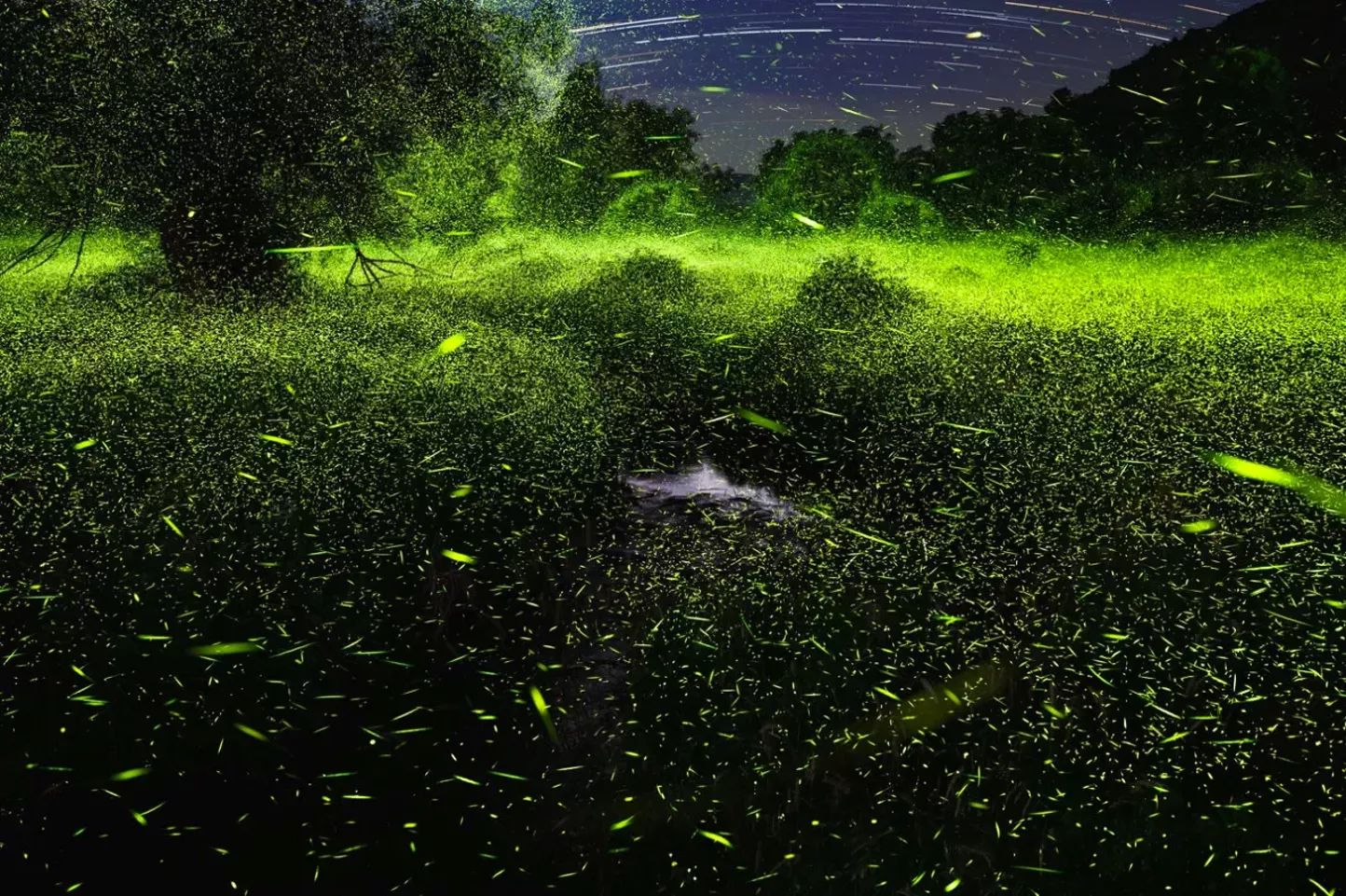 Pete Mauney Talks Fireflies, Photography, and Obsession at CPW on May 22