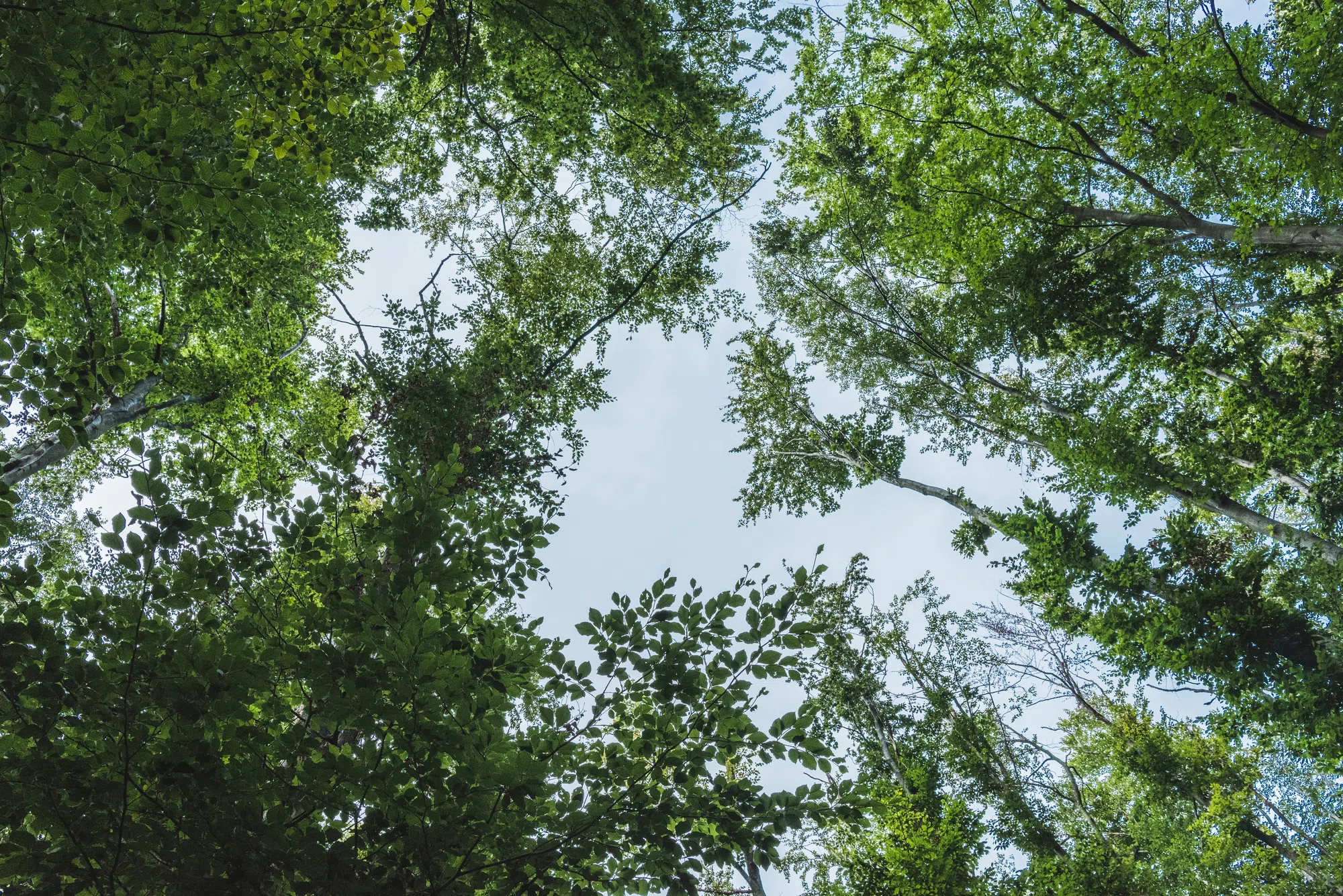 How you can help the environment through conservation