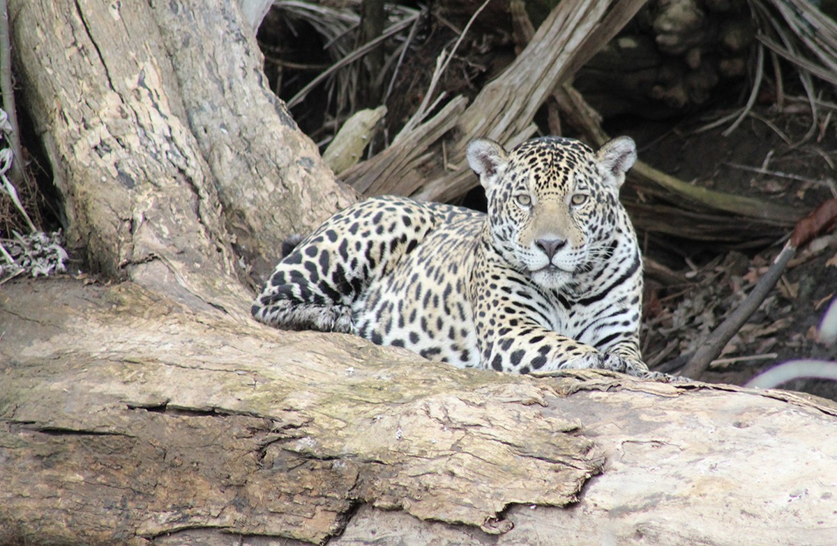 Biodiversity generates credits to encourage conservation