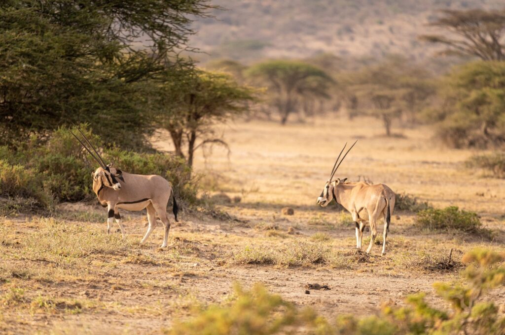 Danish Government Grants KSh 907.9 Million to Support Climate Resilience in Kenya