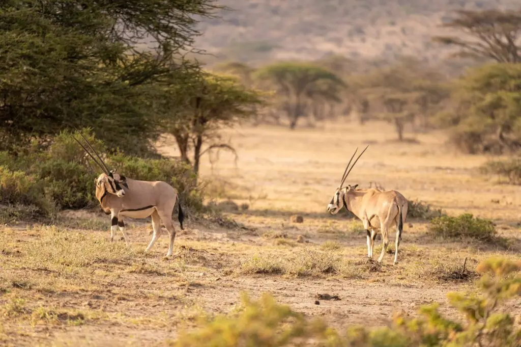 Rangelands in laikipia