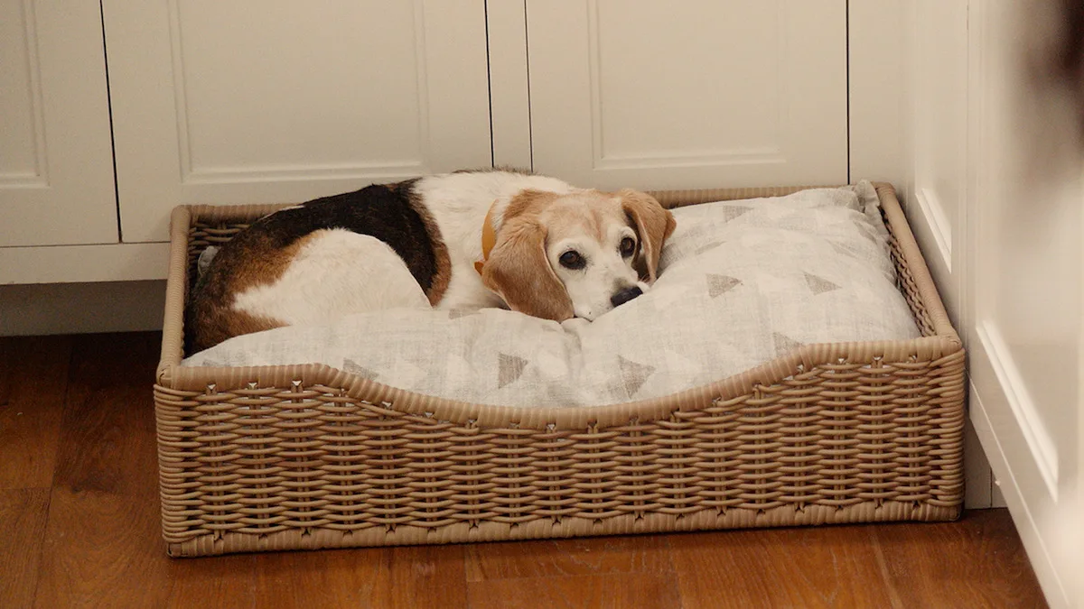Meghan's dog in his bed.