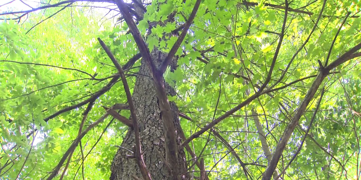 Dept. of Environmental Conservation awards almost $50,000 to Southern Tier non-profits