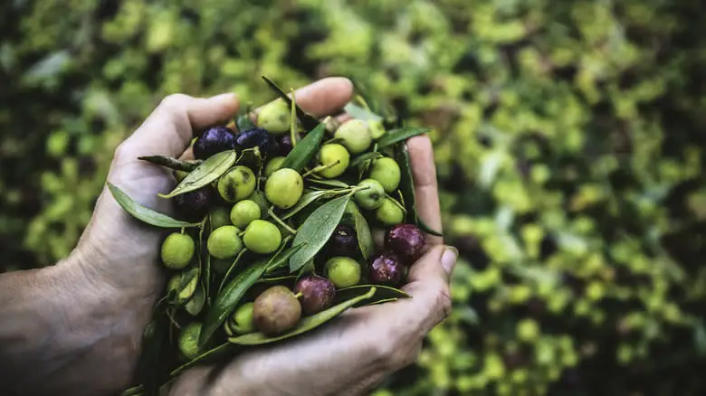 hands holding harvested olives