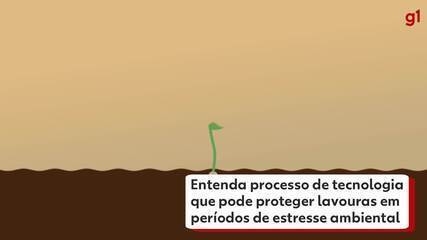 Tecnologia desenvolvida com pesquisadores do Paraná ajuda a proteger lavouras de ‘estresse ambiental’; entenda