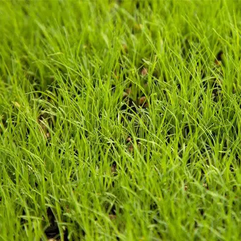 groworganic.com