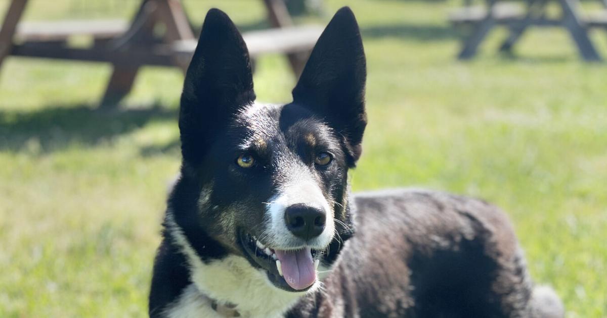 Inaugural canine competition set for mid-June at Newberg-area winery