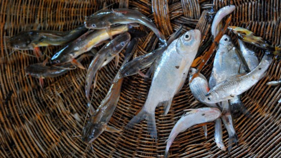 Biodiversity allows for sustainable fisheries, better nutrition