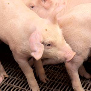 Swine Nutrition Team Honored