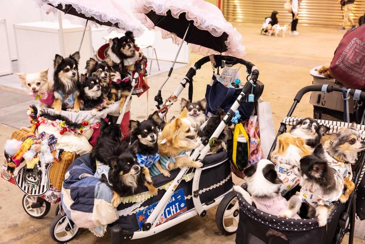 Barking up the right tree: Inside Japan’s billion-Yen luxury pet lifestyle boom