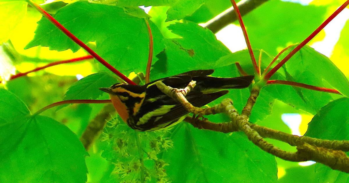Blackburnian Warblers brighten Madaket bird scene