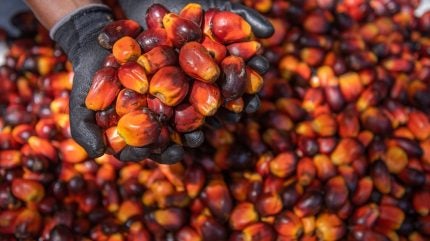 Food commodity prices declined in May, led by maize and palm oil