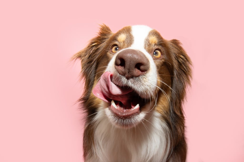 5 dog food buying tips to ensure the best nutrition for your pet