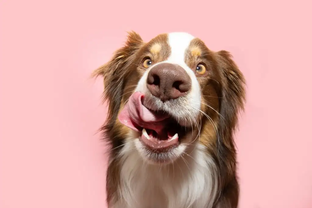 There are a lot of claims surrounding dog food, so check that nutritional information is supported by a credible source. Photo: Shutterstock