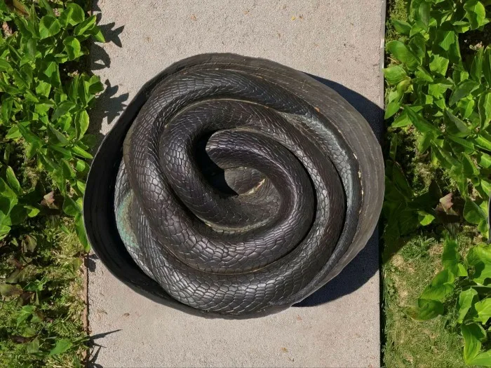A coiled snake on a path with grass either side