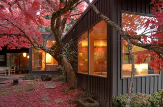 Renovation of a house designed by Pietro Belluschi in 1949 included preserving a beautiful Japanese maple. Photo: Michael Mathers