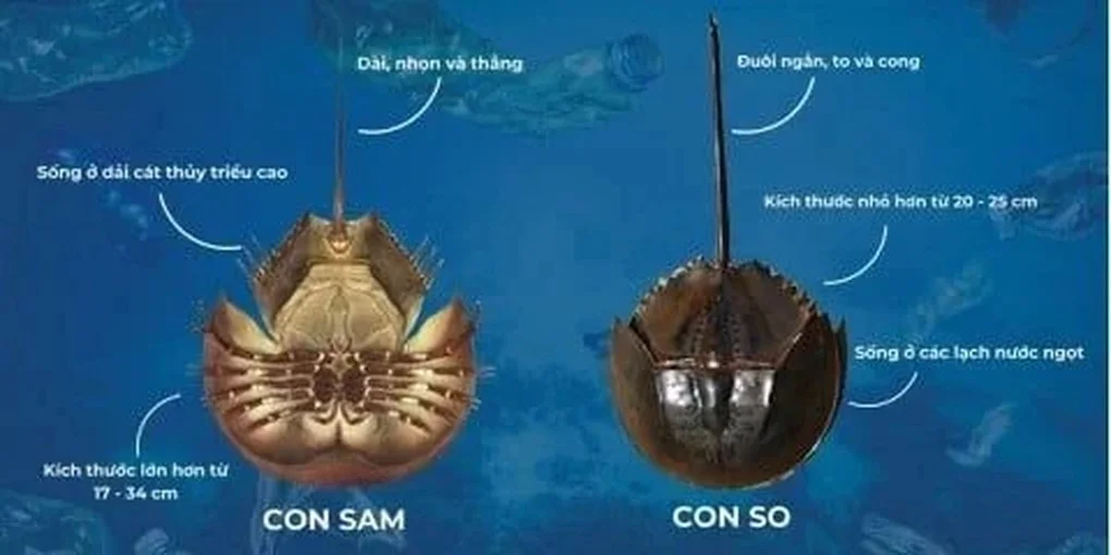 Ăn nhầm so biển cực độc, người đàn ông ở TPHCM suýt mất mạng - 2 Ăn nhầm so biển cực độc, người đàn ông ở TPHCM suýt mất mạng - 2