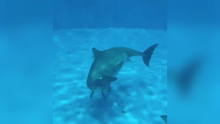 Incredible moment bottlenose dolphin gives birth to calf captured on camera