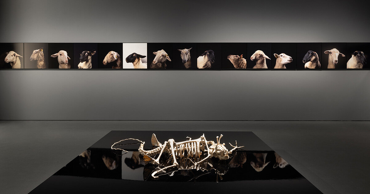 ‘why look at animals?’ at EMST: katerina gregos on speaking for the voiceless
