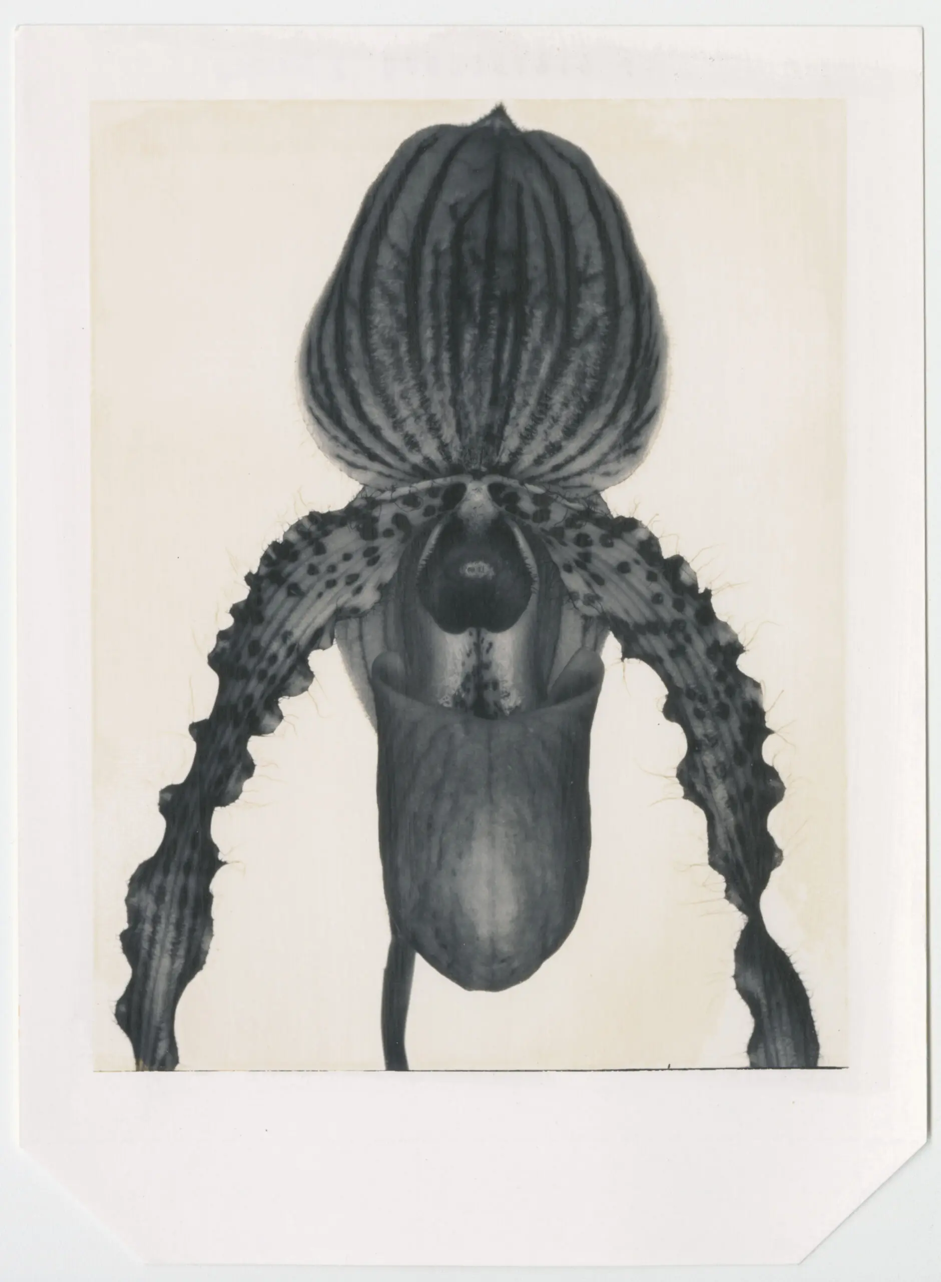 Donna Trope Polaroid