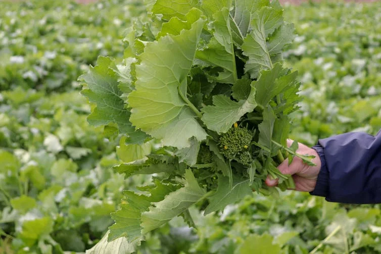 a hand holding a large bunch of broccoli