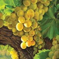 Orland Art presents ‘The Growing Season’
