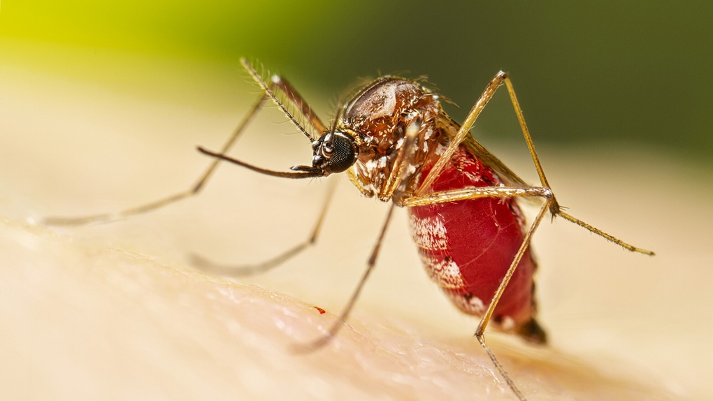 Chikungunya – bệnh do muỗi truyền đang lan rộng toàn cầu có nguy hiểm?