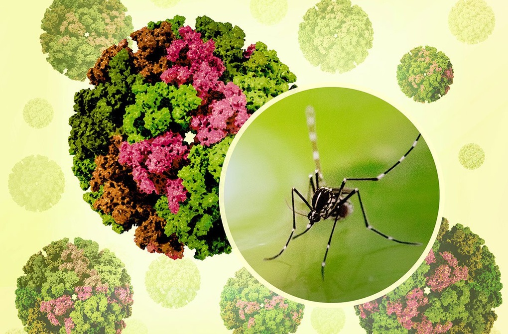 Bệnh Chikungunya tăng tại nhiều nước, Bộ Y tế chỉ đạo khẩn