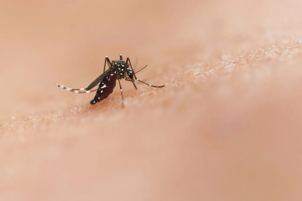 Tình hình mới nhất về bệnh Chikungunya và Zika ở TPHCM - 1