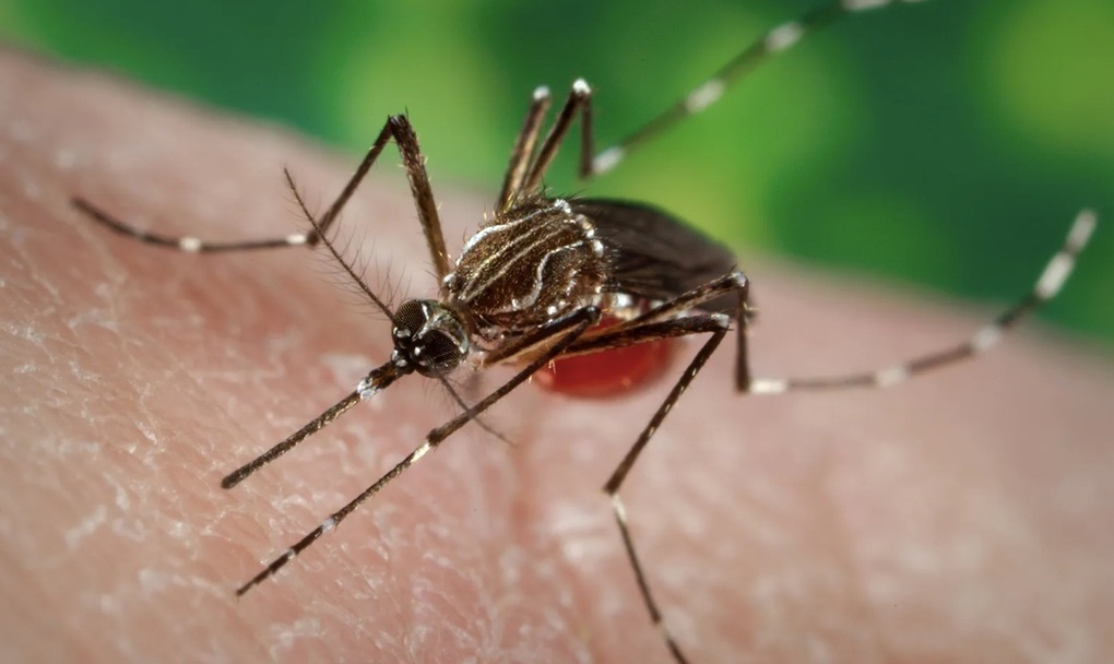 Việt Nam chưa ghi nhận ca mắc bệnh Chikungunya