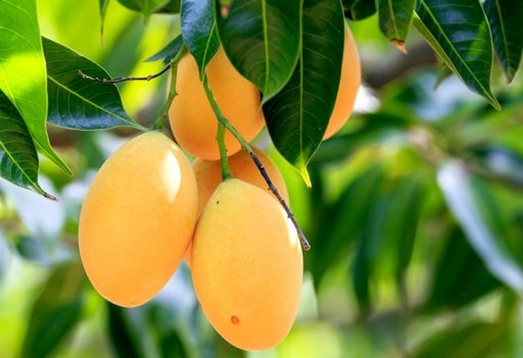 Loại cây người Việt thường ăn quả, không ngờ lá lại là “thuốc quý”