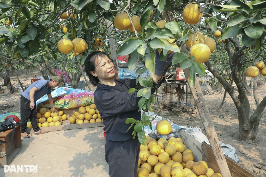 Loại quả trong nhóm “tốt nhất thế giới” được trồng khắp Việt Nam